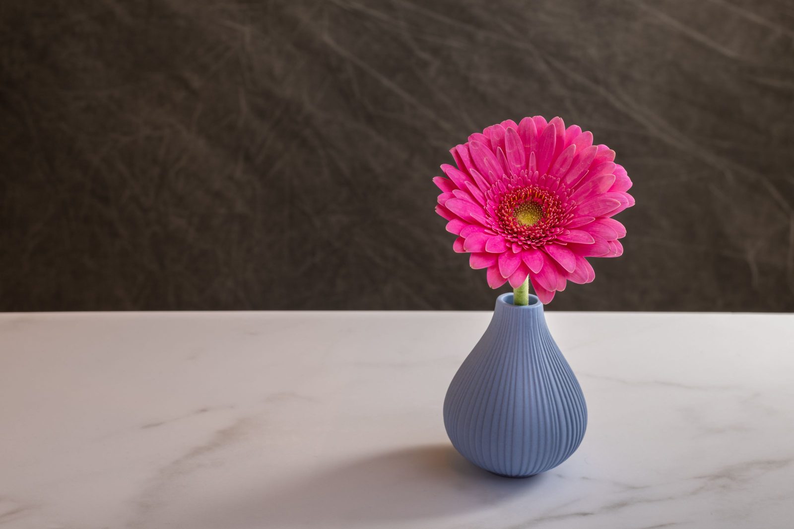 Vaso pequeno de superfície canelada em azul-lavanda com uma gérbera rosa, sobre mesa de mármore, o tipo de curva contínua em que o efeito de sombra aparece