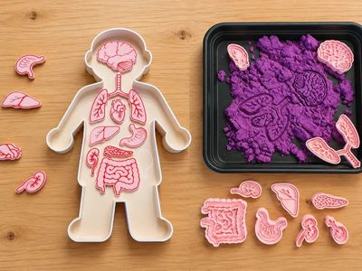 Preview do modelo 3D Menselijk Lichaam Anatomie Puzzel Sensorische